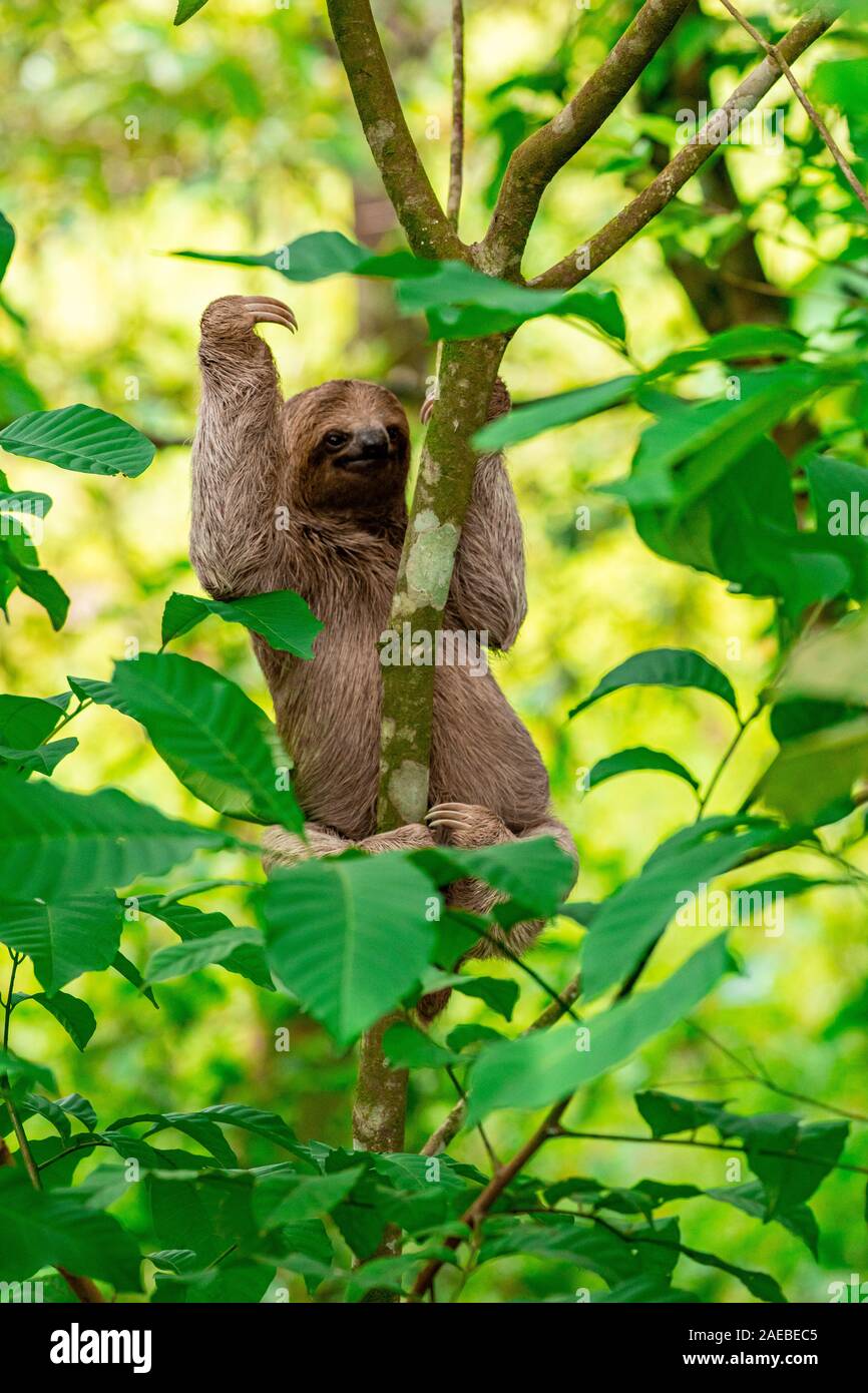Braun - Drei throated-toed Sloth (Bradypus variegatus), an der Manuel Antonio National Park (Parque Nacional Manuel Antonio), Costa Rica Stockfoto