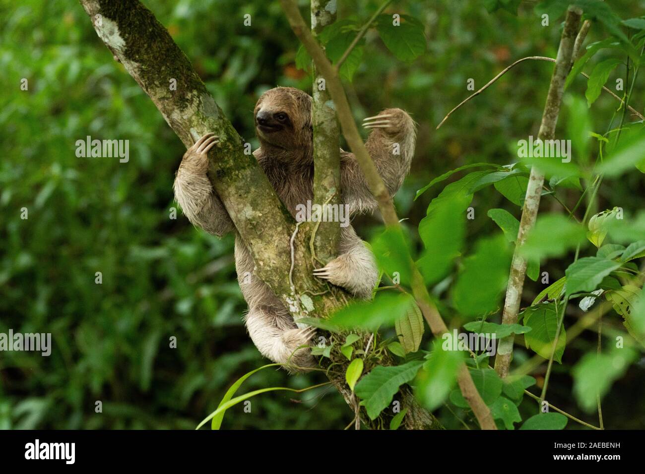 Braun - Drei throated-toed Sloth (Bradypus variegatus), an der Manuel Antonio National Park (Parque Nacional Manuel Antonio), Costa Rica Stockfoto