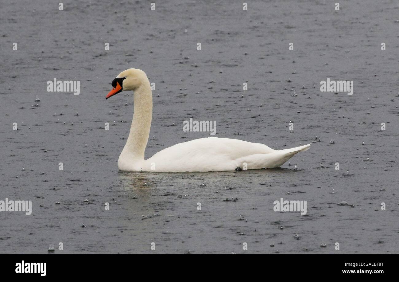 Lough Neagh, County Armagh, Nordirland. 08. Dez 2019. UK Wetter: Zunehmende Winde mit schweren Duschen und Sonnenschein als Sturm Atiyah Ansätze Irland und dem Vereinigten Königreich. Es gibt weiß - Wasser Wellen im Lough, der größte Süßwassersee in Großbritannien und Irland. Mute swan in der relativen Ruhe der Kinnego Bay als eine weitere Dusche fegt in. Quelle: David Hunter/Alamy Leben Nachrichten. Stockfoto