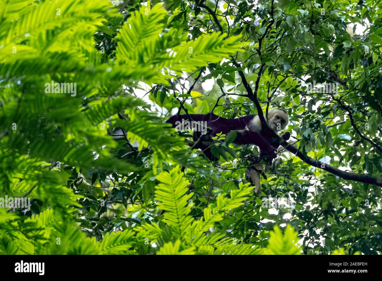 Die Kolumbianische weiß - Kapuziner (Cebus capucinus), auch als die Kolumbianische white-headed Kapuziner oder Kolumbianischen white-throated Kapuziner bekannt, ist ein Med Stockfoto