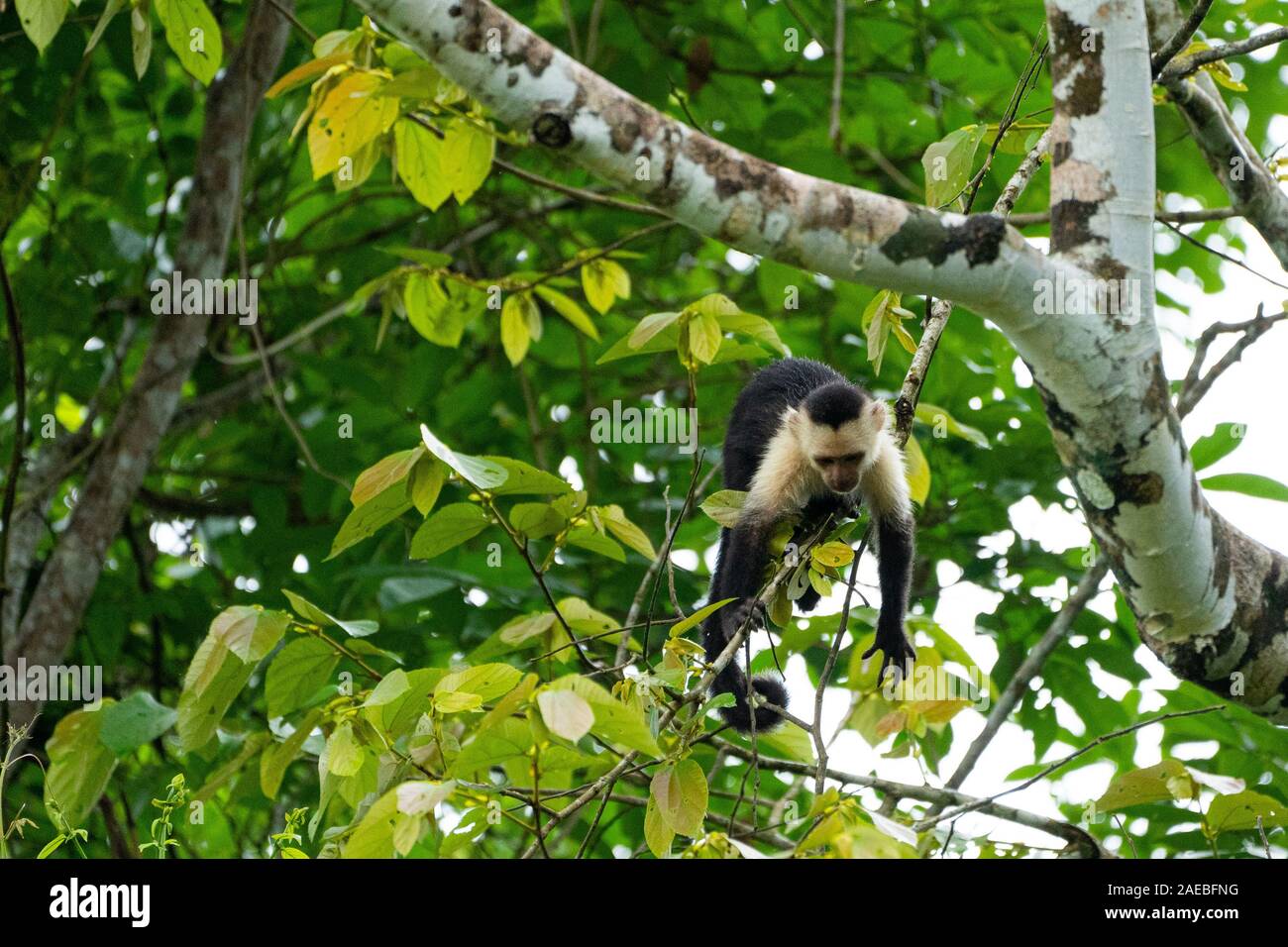 Die Kolumbianische weiß - Kapuziner (Cebus capucinus), auch als die Kolumbianische white-headed Kapuziner oder Kolumbianischen white-throated Kapuziner bekannt, ist ein Med Stockfoto