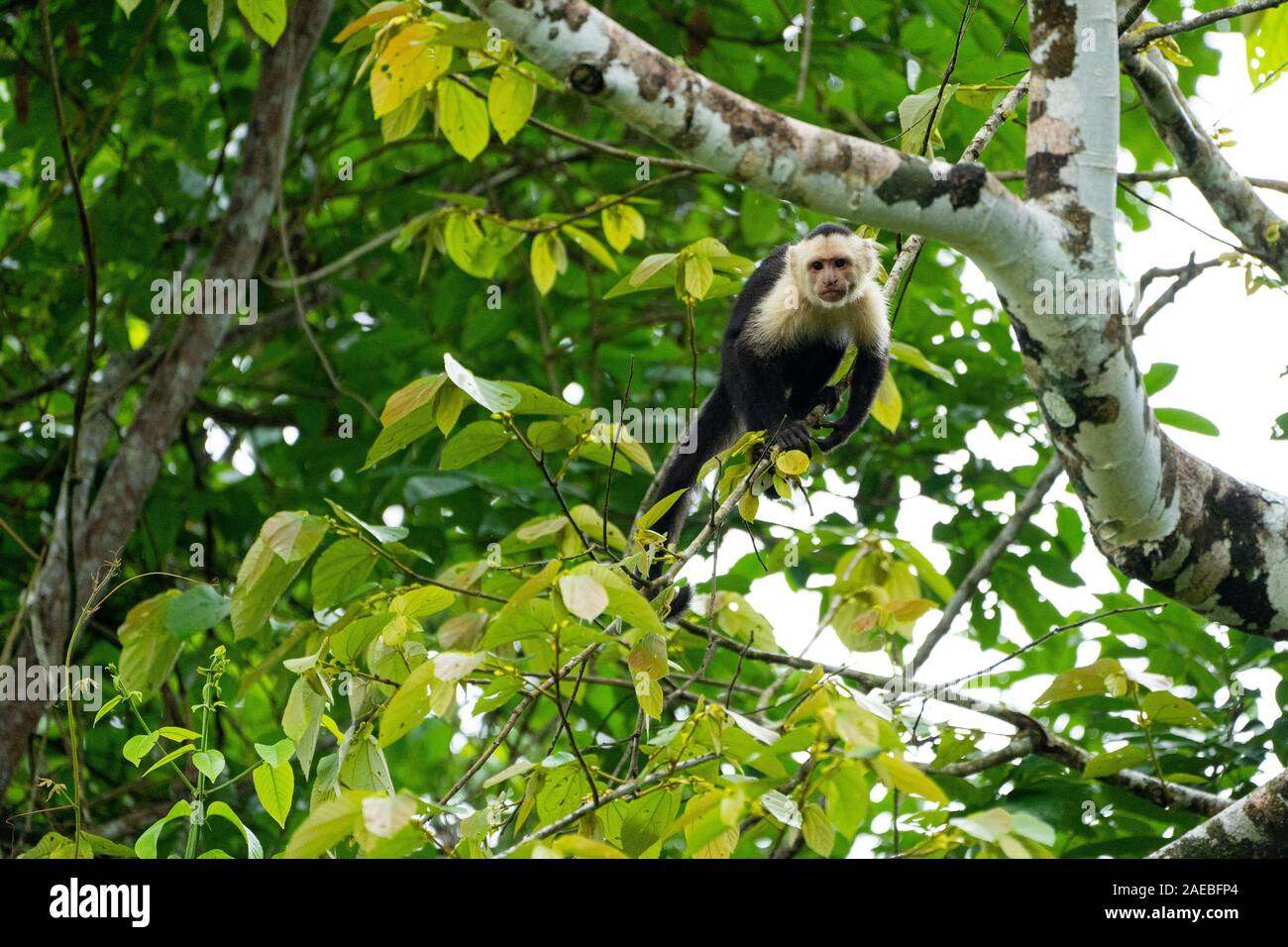 Die Kolumbianische weiß - Kapuziner (Cebus capucinus), auch als die Kolumbianische white-headed Kapuziner oder Kolumbianischen white-throated Kapuziner bekannt, ist ein Med Stockfoto