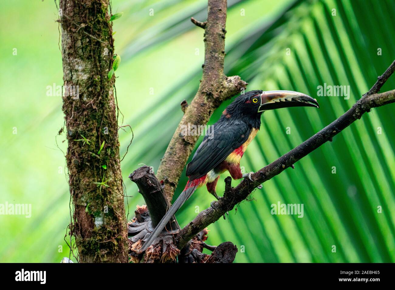 Collared aracari (Pteroglossus torquatus) auf einem Zweig. Diese toucan Rassen aus dem Süden von Mexiko nach Panama und Ecuador, Kolumbien, Venezuela ein Stockfoto