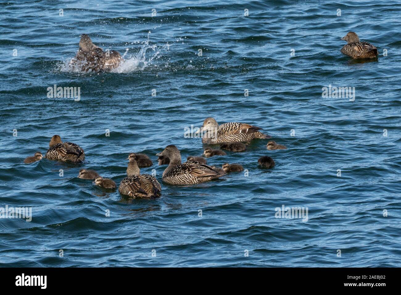 Weibliche gemeinsame Eiderente (Somateria Mollissima) Ente mit Küken. Diese Ente ist über die nördlichen Küsten von Europa, Nordamerika und Ostsibirien. Stockfoto