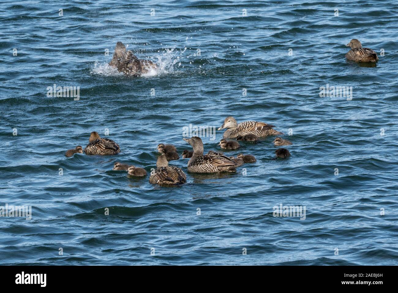 Weibliche gemeinsame Eiderente (Somateria Mollissima) Ente mit Küken. Diese Ente ist über die nördlichen Küsten von Europa, Nordamerika und Ostsibirien. Stockfoto