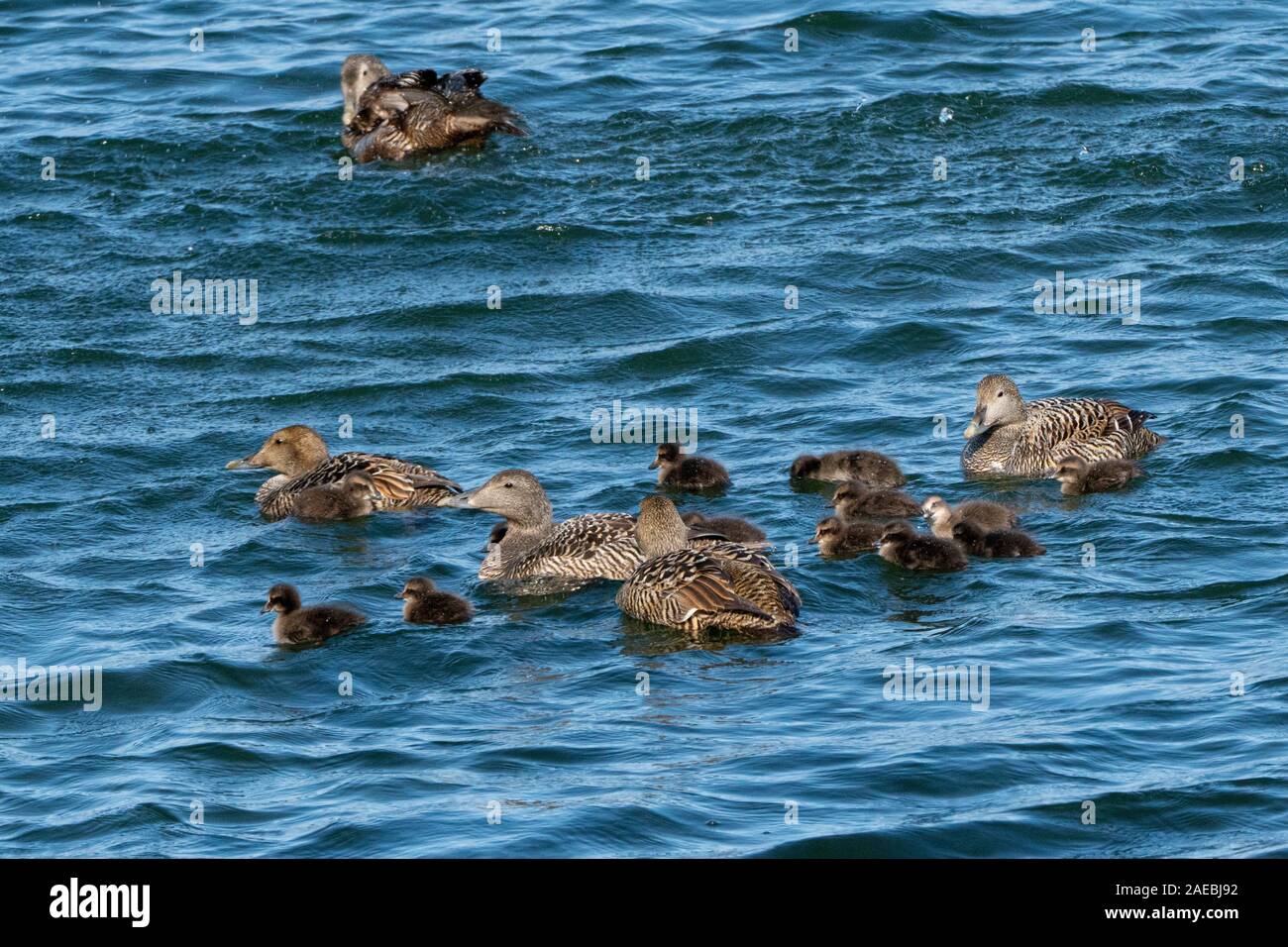 Weibliche gemeinsame Eiderente (Somateria Mollissima) Ente mit Küken. Diese Ente ist über die nördlichen Küsten von Europa, Nordamerika und Ostsibirien. Stockfoto