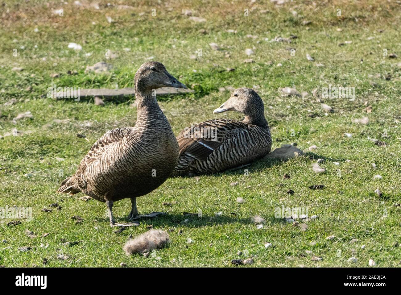 Weibliche gemeinsame eider Duck (Somateria Mollissima). Diese Ente ist über die nördlichen Küsten von Europa, Nordamerika und Ostsibirien. Es migriert Stockfoto