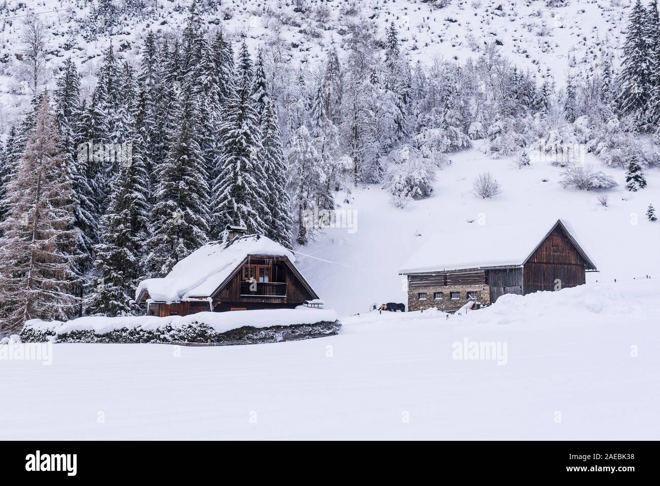 Stabile, Kuhstall für Kühe und Pferde. Bauernhof Gebäude aus Stein und Holz. Winter Berge in den Alpen. Das Gebäude, Bäume und Berge. Stockfoto