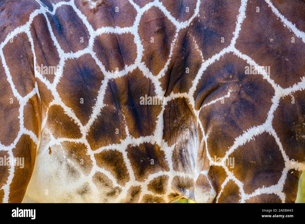 Muster auf das Ausblenden einer Giraffe in der Audubon Zoo in New Orleans, Louisiana Stockfoto