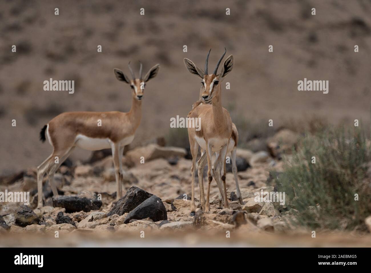 Eine Herde von Dorcas Gazelle (Gazella dorcas), auch Ariel Gazelle fotografiert in der Wüste Negev, Israel bekannt Stockfoto