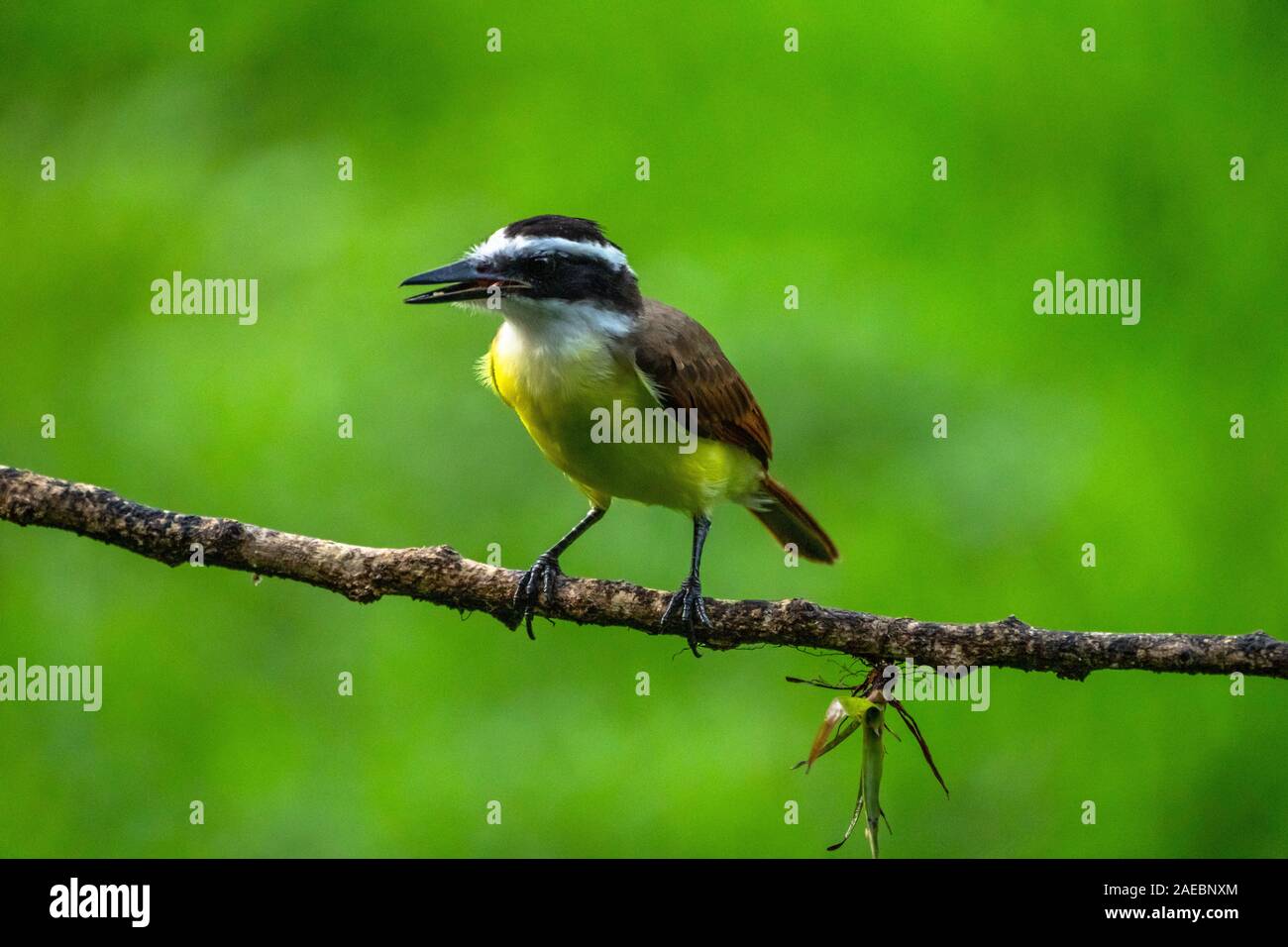 Große kiskadee auf einem Zweig. Die große kiskadee (Pitangus sulfuratus) ist eine grosse Tyrann Fliegenfänger, die aus dem unteren Rio Grande Valley in s gefunden wird Stockfoto