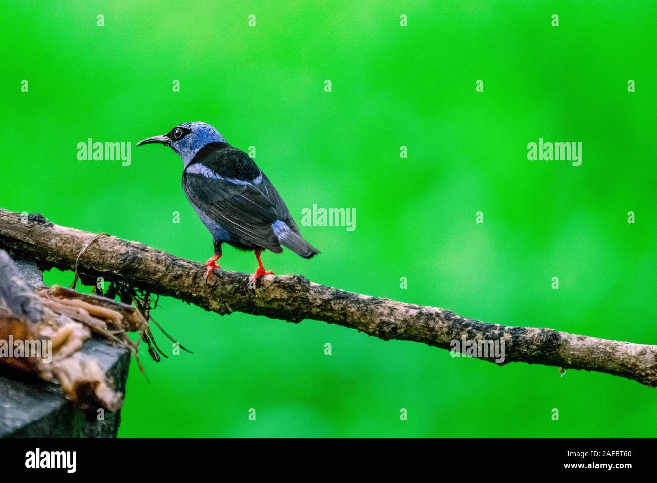 Red-legged honeycreeper (Cyanerpes cyaneus) männlich. Dieses kleine Songbird ist in den Tropen vom südlichen Mexiko nördliche Südamerika gefunden. Es ist fo Stockfoto