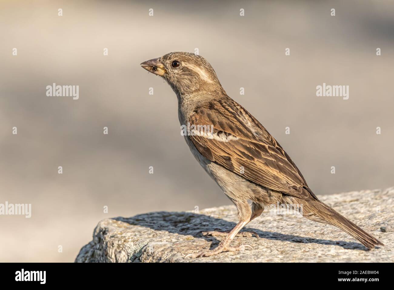 Männlichen oder weiblichen Haussperling oder Passer Domesticus ist ein Vogel der Spatz Familie Passeridae, gefunden in den meisten Teilen der Welt Stockfoto
