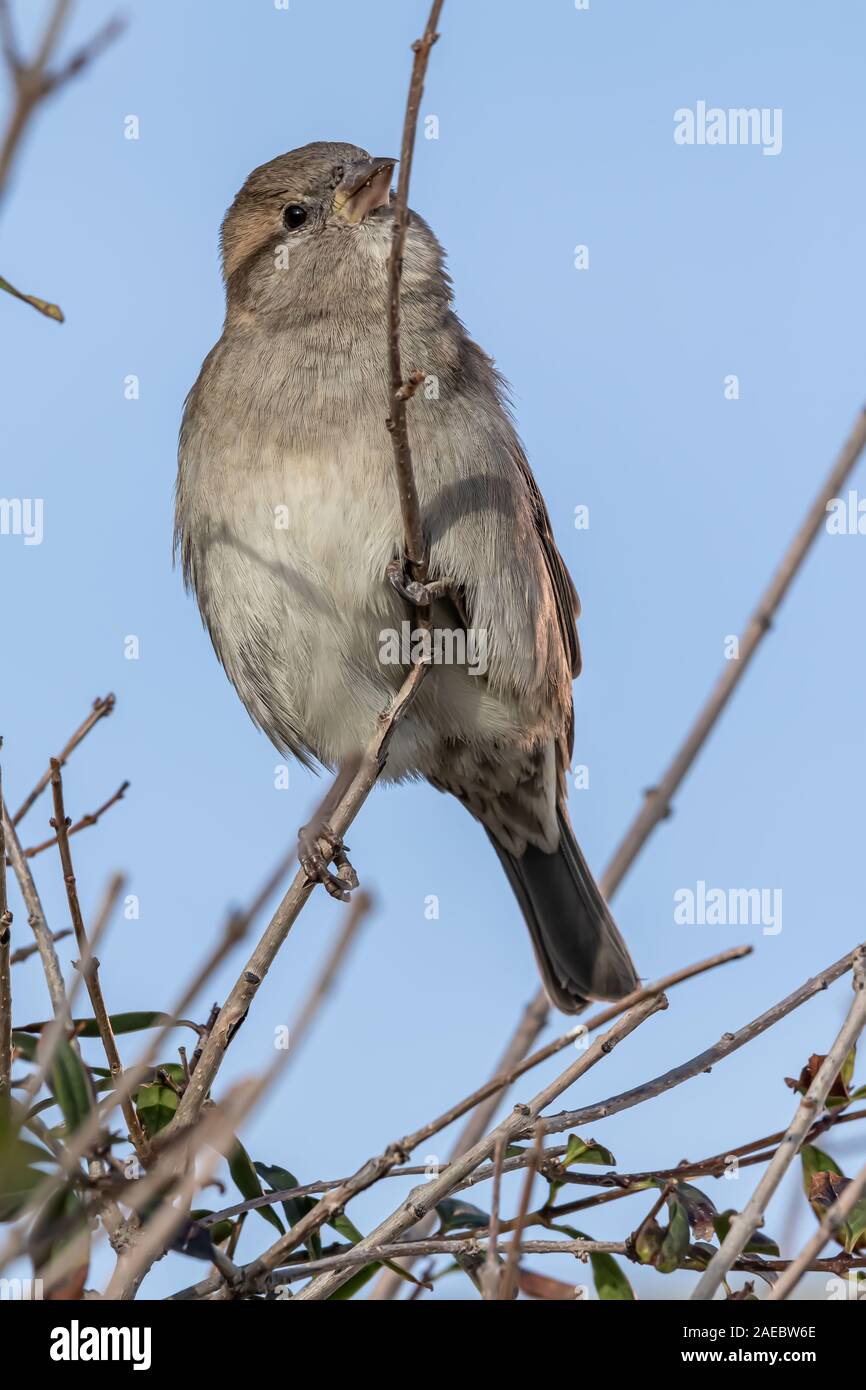 Männlichen oder weiblichen Haussperling oder Passer Domesticus ist ein Vogel der Spatz Familie Passeridae, gefunden in den meisten Teilen der Welt Stockfoto