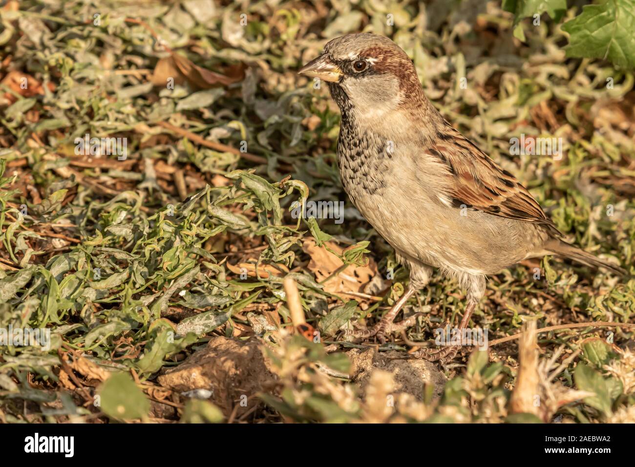 Männlichen oder weiblichen Haussperling oder Passer Domesticus ist ein Vogel der Spatz Familie Passeridae, gefunden in den meisten Teilen der Welt Stockfoto