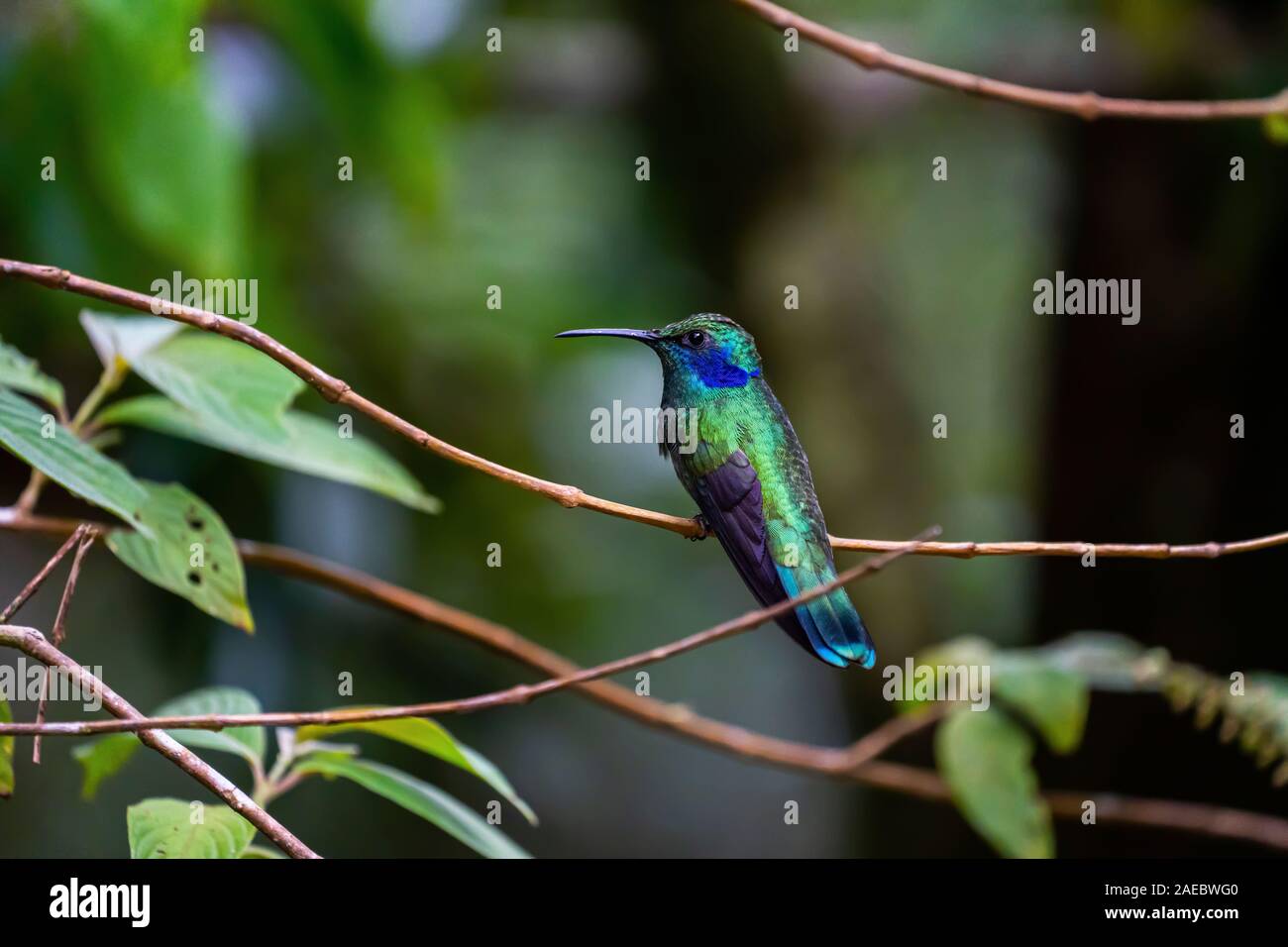 Die weniger cyanotus violetear (Colibri), auch als Berg violett-Ohr genannt, ist ein mittelgrosser, metallic grün Kolibriarten fand allgemein Ich Stockfoto