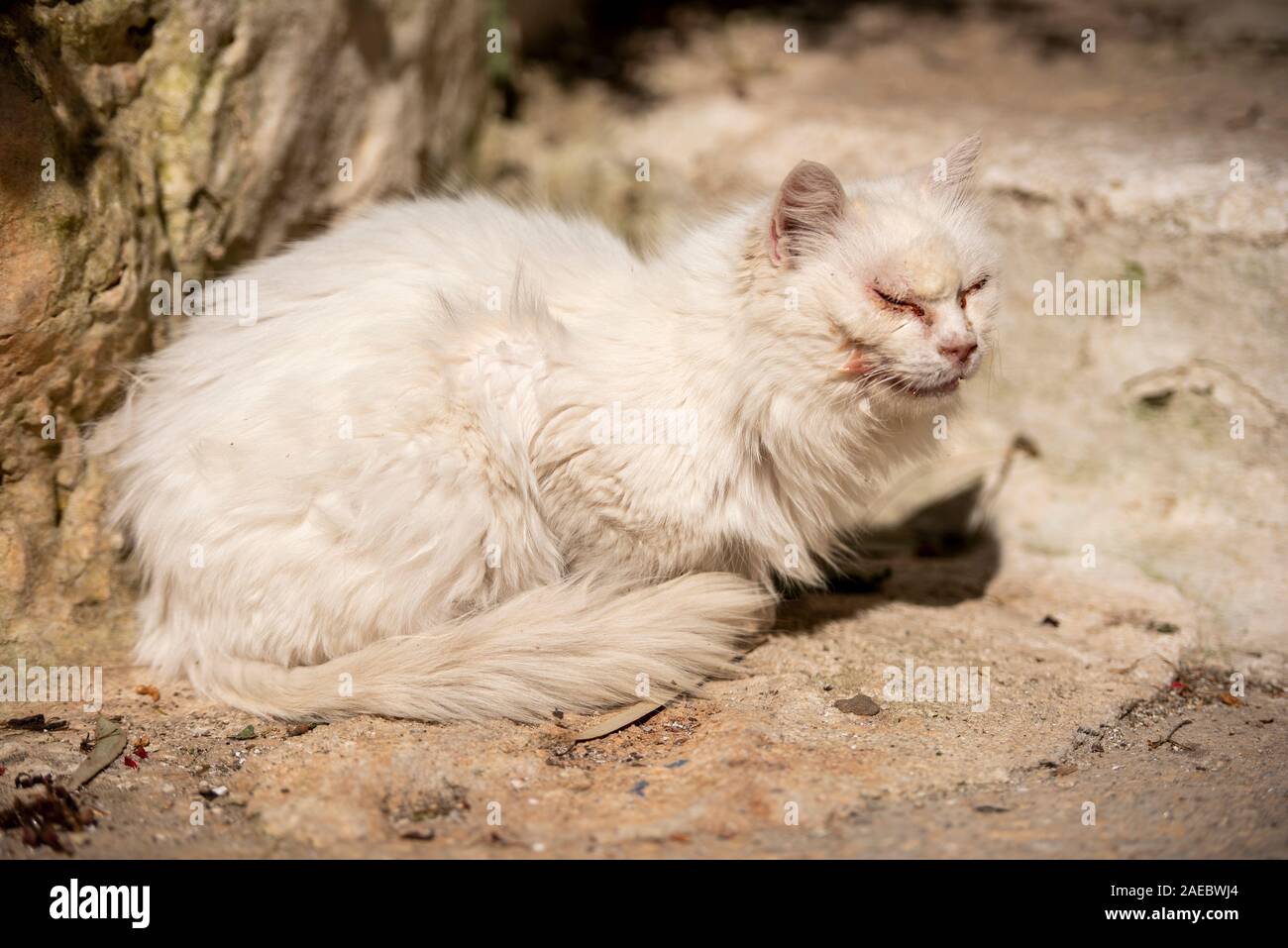 Porträt der weißen männlichen Katze mit Schnittwange nach Schlägerei, auf Steinstraße mit geschlossenen Augen und Gummi um sie herum. Stockfoto