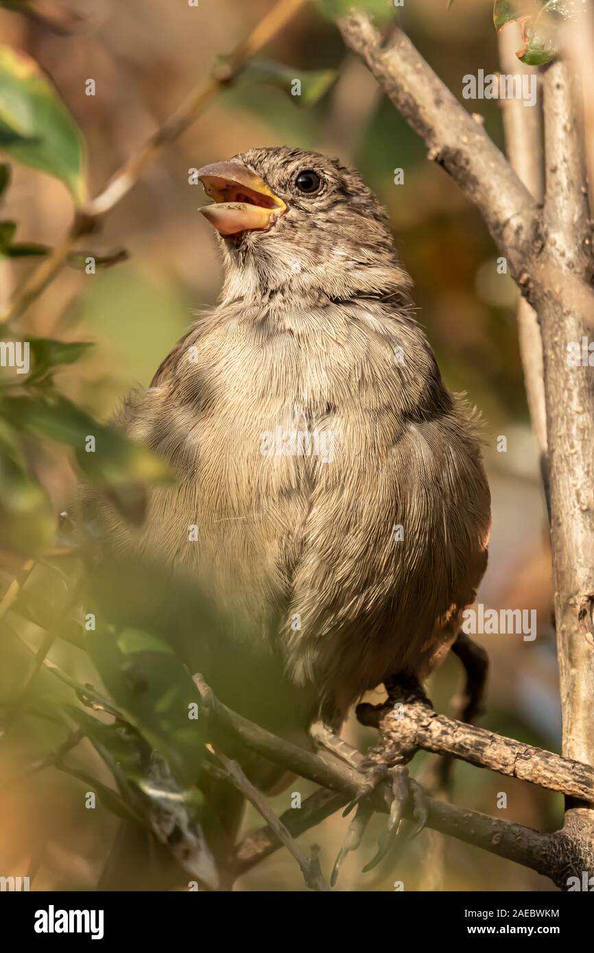 Männlichen oder weiblichen Haussperling oder Passer Domesticus ist ein Vogel der Spatz Familie Passeridae, gefunden in den meisten Teilen der Welt Stockfoto