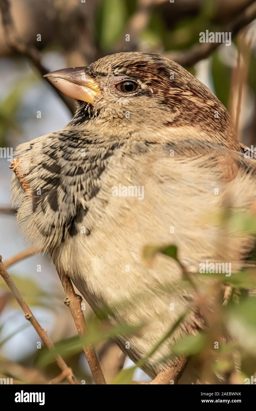 Männlichen oder weiblichen Haussperling oder Passer Domesticus ist ein Vogel der Spatz Familie Passeridae, gefunden in den meisten Teilen der Welt Stockfoto