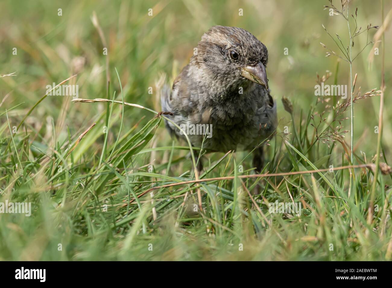 Männlichen oder weiblichen Haussperling oder Passer Domesticus ist ein Vogel der Spatz Familie Passeridae, gefunden in den meisten Teilen der Welt Stockfoto