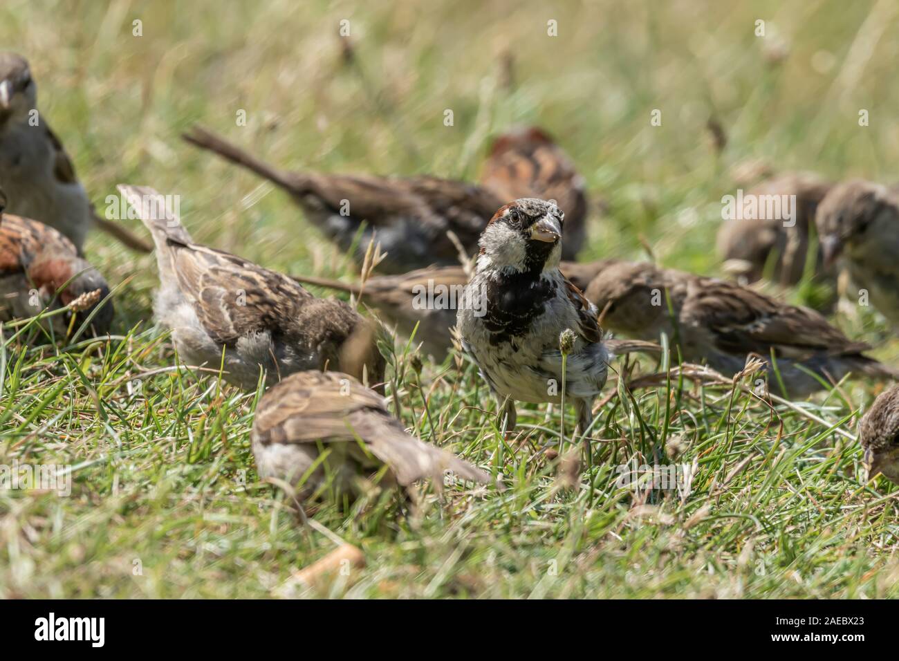 Männlichen oder weiblichen Haussperling oder Passer Domesticus ist ein Vogel der Spatz Familie Passeridae, gefunden in den meisten Teilen der Welt Stockfoto
