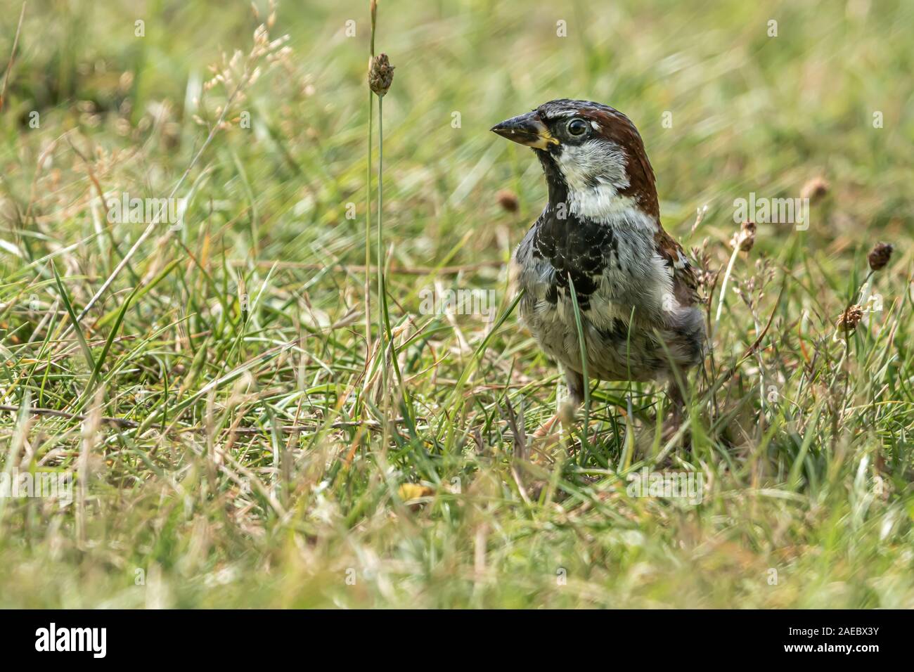 Männlichen oder weiblichen Haussperling oder Passer Domesticus ist ein Vogel der Spatz Familie Passeridae, gefunden in den meisten Teilen der Welt Stockfoto