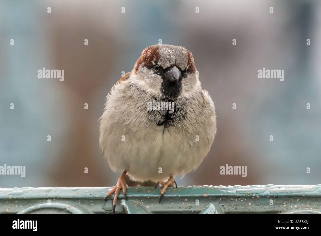 Männlichen oder weiblichen Haussperling oder Passer Domesticus ist ein Vogel der Spatz Familie Passeridae, gefunden in den meisten Teilen der Welt Stockfoto