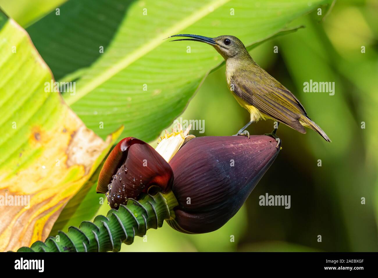 Thick-billed Spiderhunter auf Banane männlichen Blüte Knospe mit dem Schnabel öffnen und scharfe Zunge heraus Stockfoto