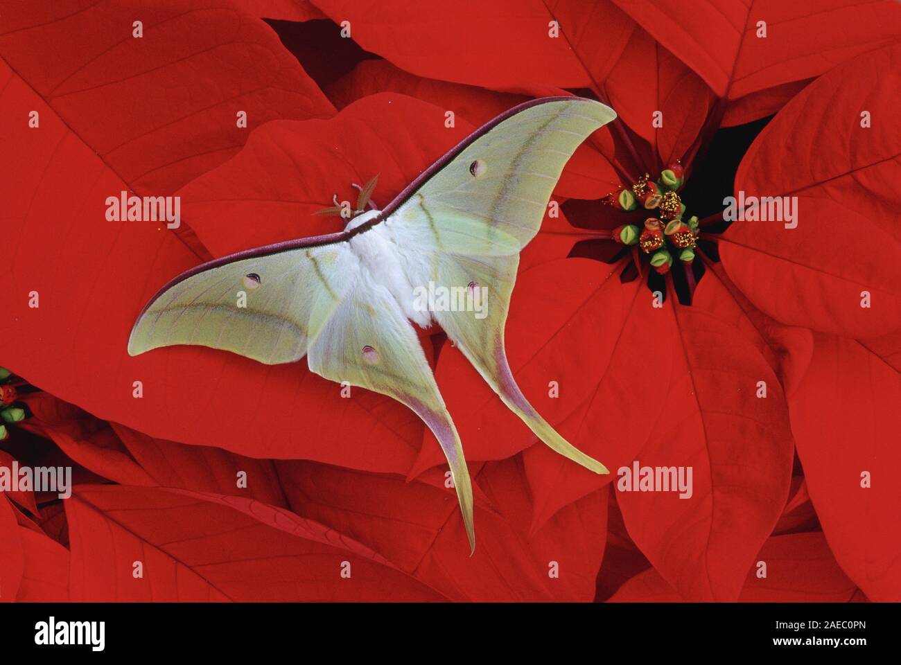 Indian Moon Moth (Actias selene) Männliche ruht auf einem weihnachtsstern Anlage. Stockfoto