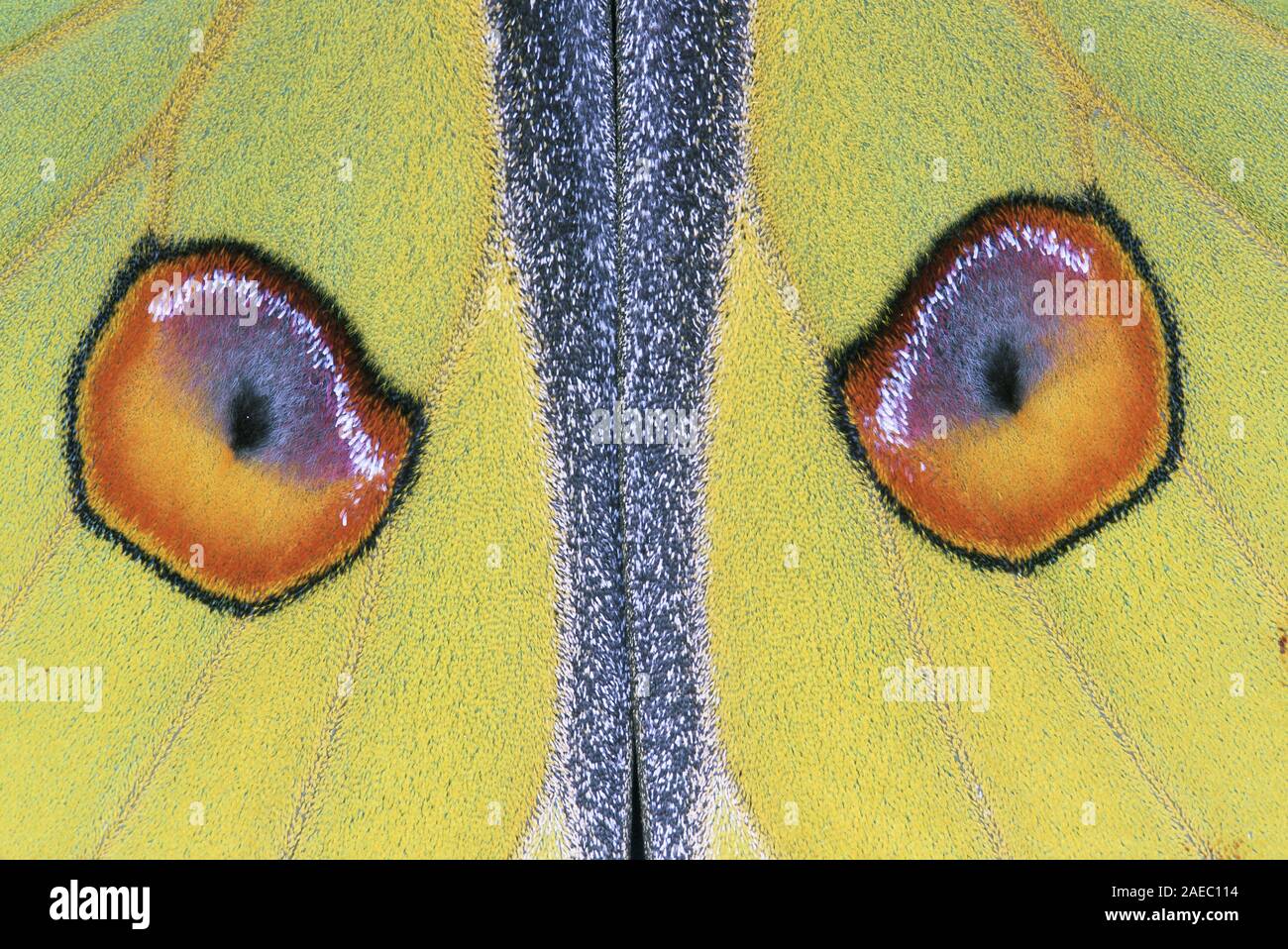 Madagassischen Moon Moth (Argema mittrei) Makro Foto zeigt Details der Eyespots forewing. Stockfoto