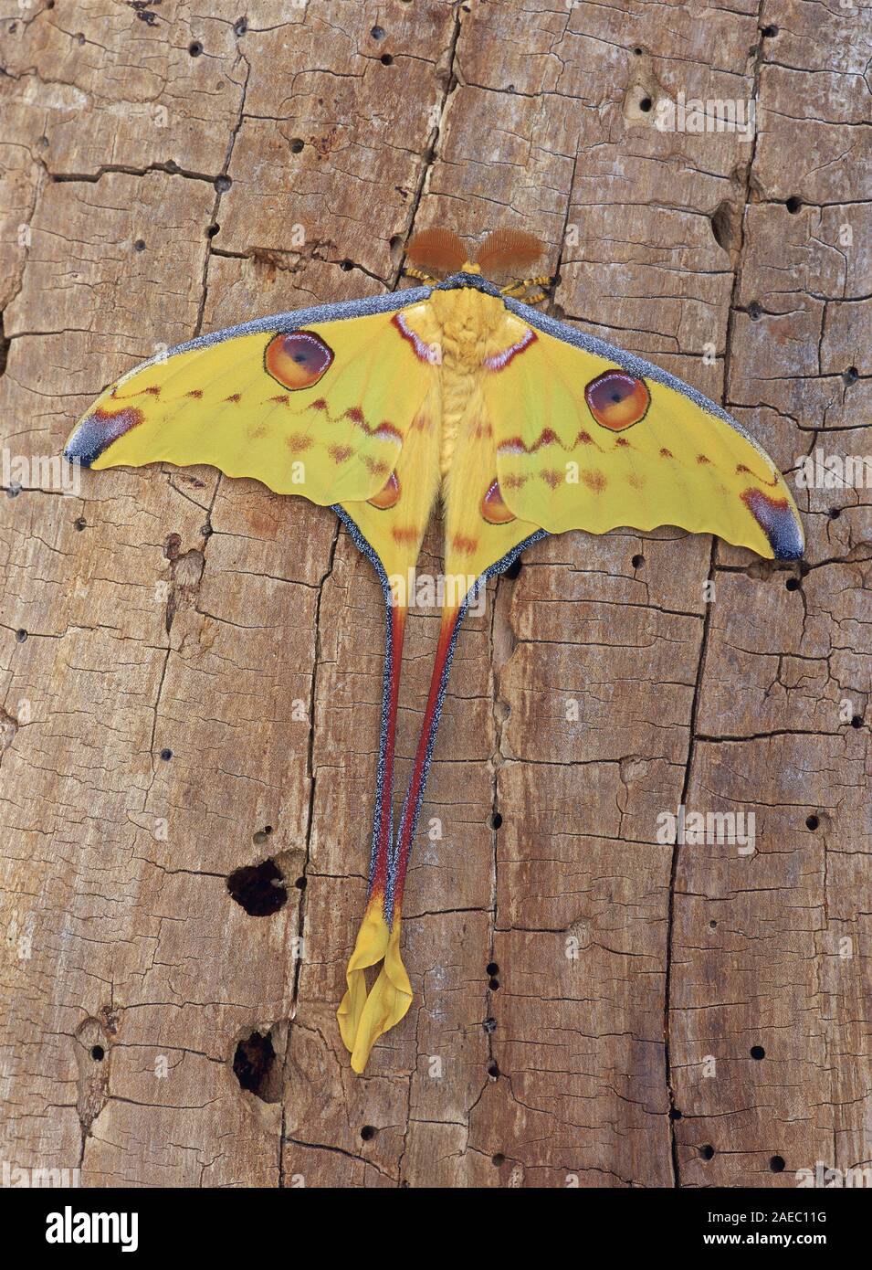 Madagassischen Moon Moth (Argema mittrei) ruht auf Verfallenen Holz. Stockfoto