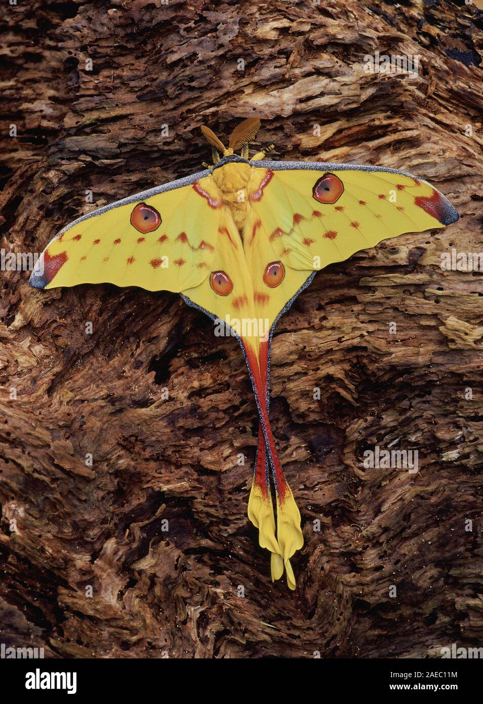 Madagassischen Moon Moth (Argema mittrei) ruht auf Verfallenen Holz. Stockfoto