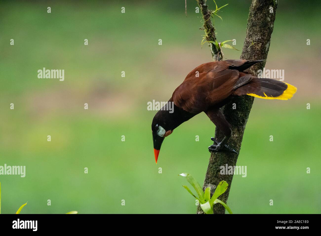 Montezuma oropendola. Männliche Montezuma oropendola (Psarocolius montezuma) in einen Baum. Die Montezuma oropendola ist ein Bewohner Züchter in der Karibik coa Stockfoto