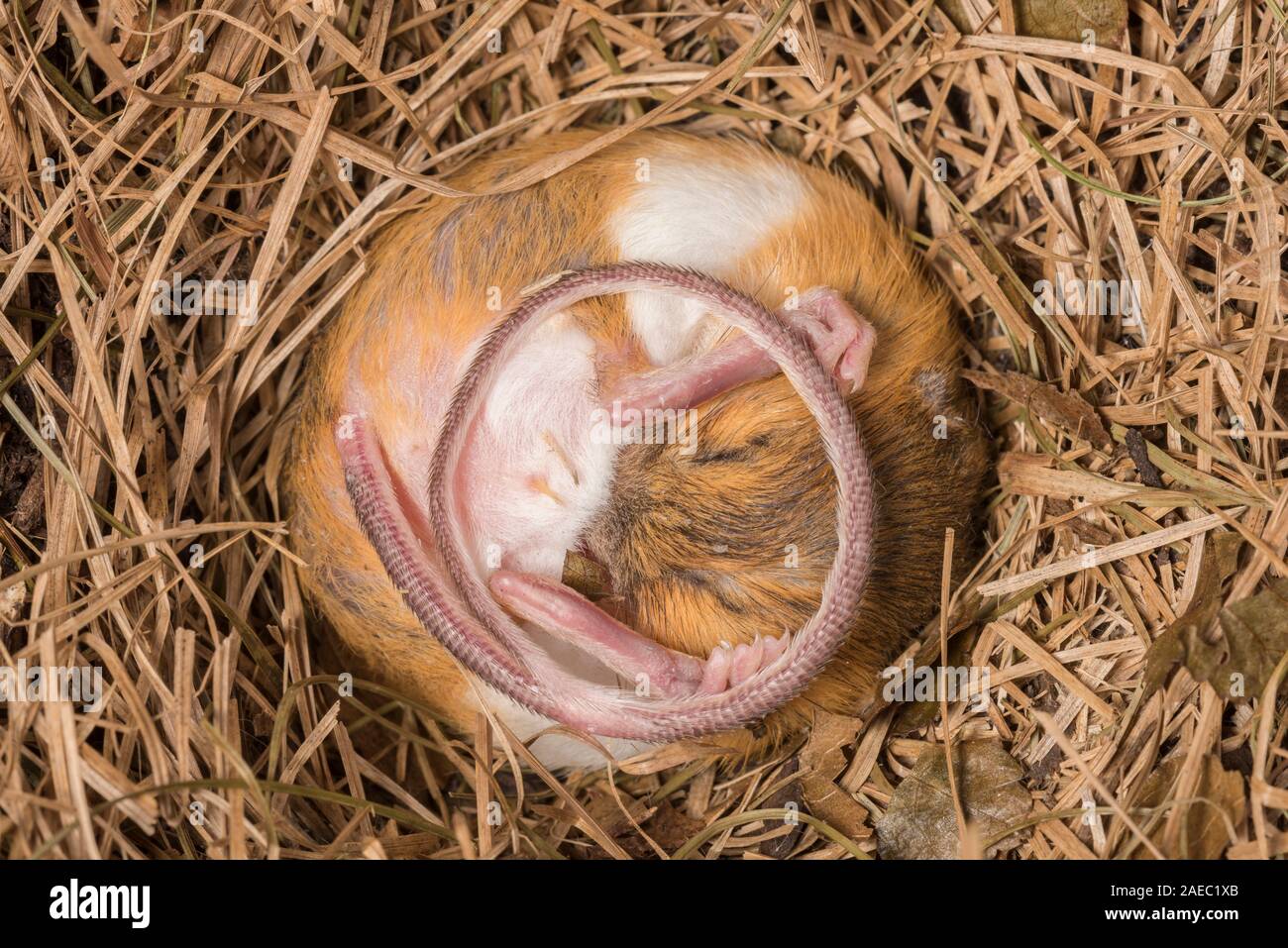 Woodland springende Maus (Napaezapus insignis) im Nest in Side Tunnel graben durch ein anderes Säugetier gebaut im Ruhezustand. Stockfoto