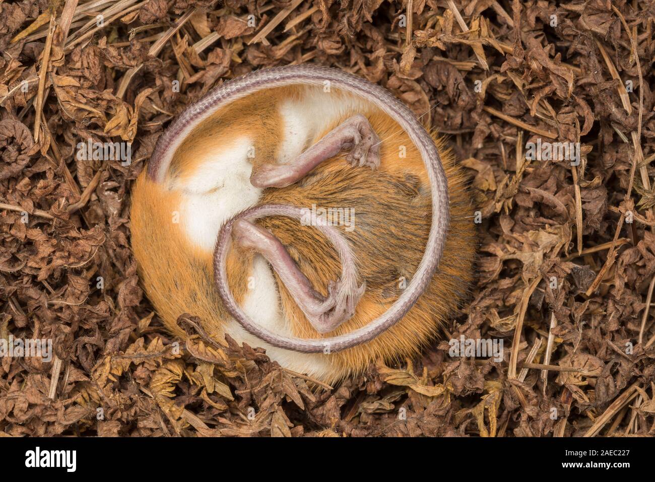 Woodland springende Maus (Napaezapus insignis) im Nest in Side Tunnel graben durch ein anderes Säugetier gebaut im Ruhezustand. Stockfoto
