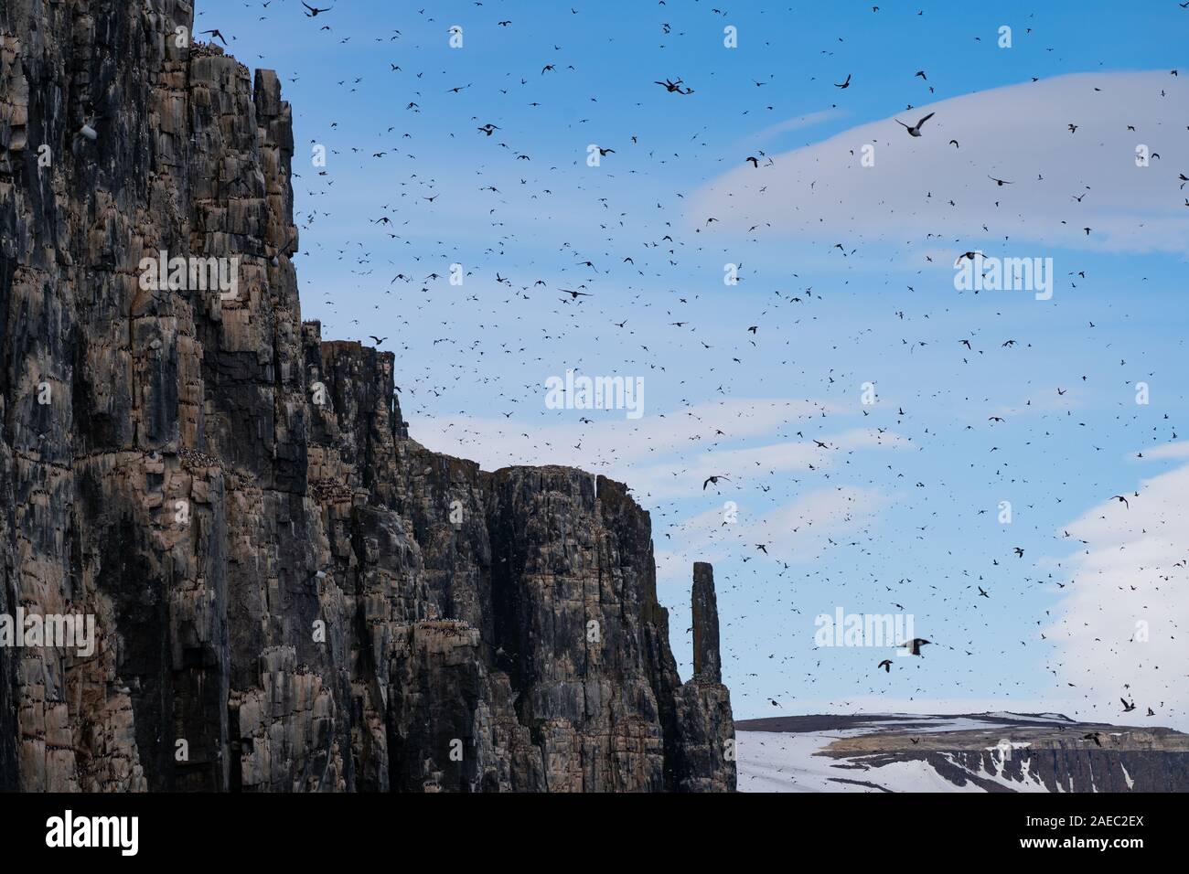 Kolonie von Thick-billed murre oder Brunnich die trottellumme (Uria lomvia) an Aalkefjellet Hinlopenstretet Spitzbergen, Svalbard, Heimat von über 60.000 Stockfoto
