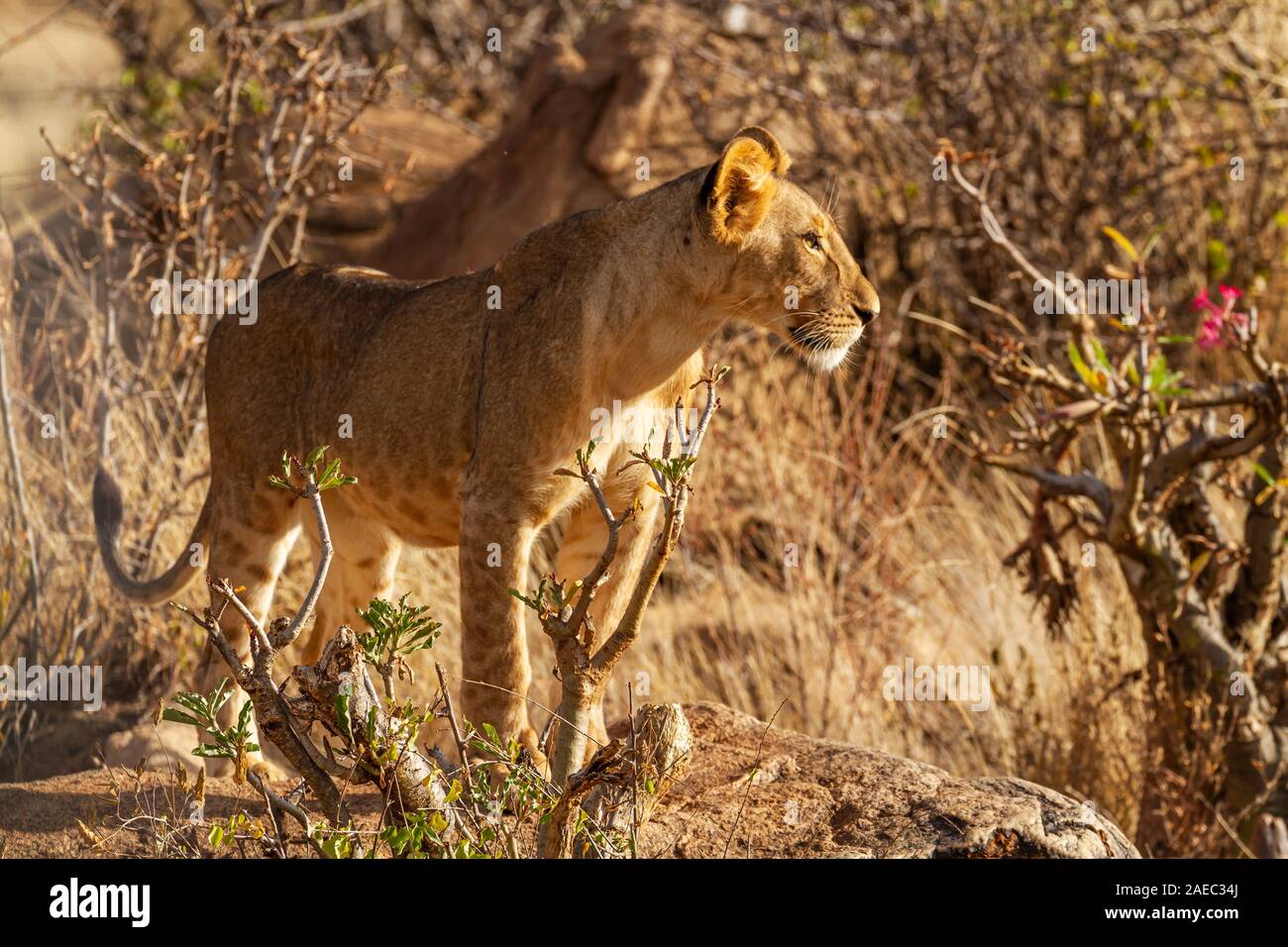 Afrikanischer Löwe, Seite Profil, stehend mit Licht auf Gesicht, Panthera leo, Samburu National Reserve, Kenia, Afrika. Big Five Safari wilde Tiere. Nahaufnahme Stockfoto