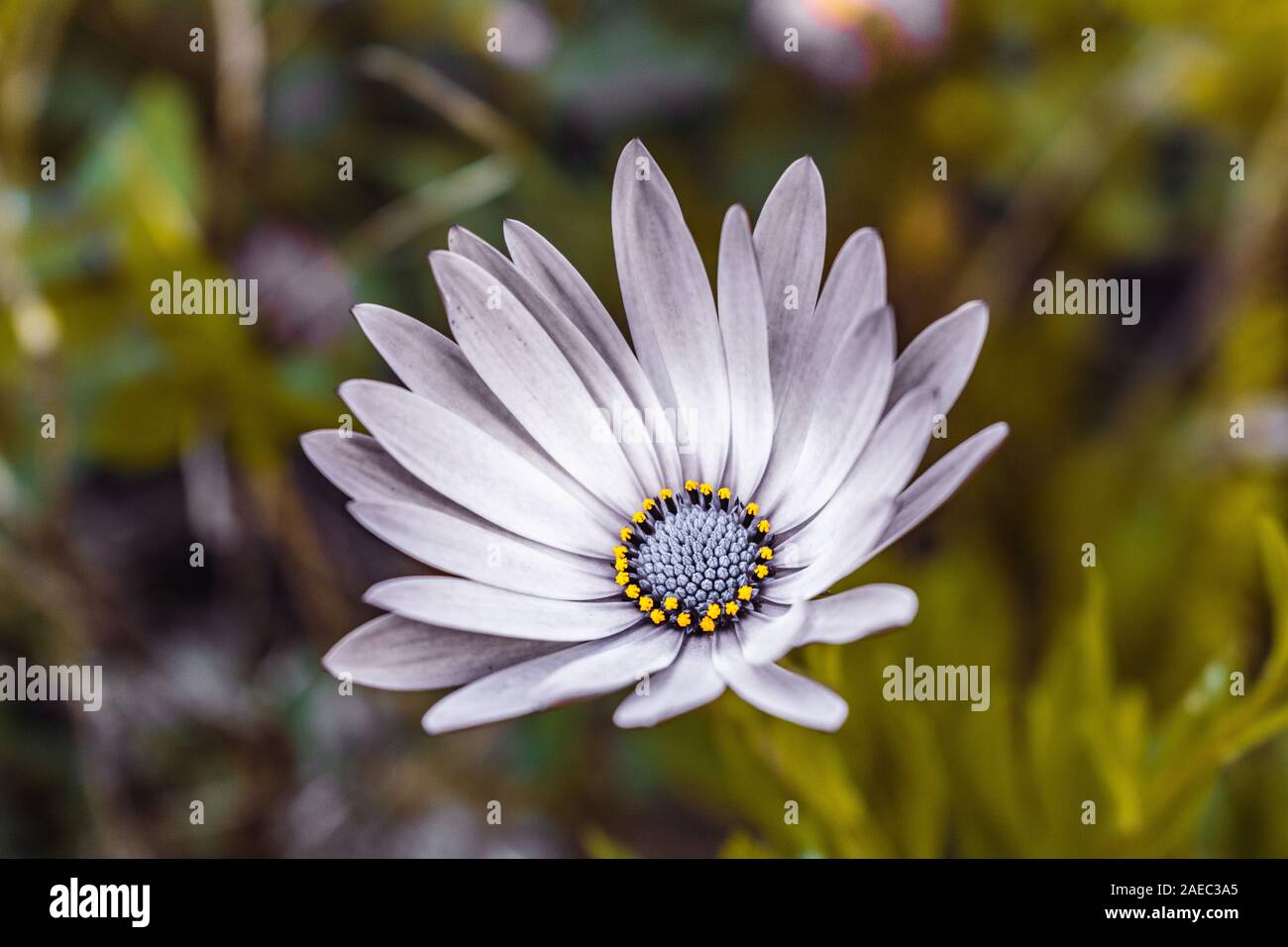 Einen schönen einzelnen blühenden flieder Blüte allein in einem Garten der grünen Blätter stehen Stockfoto