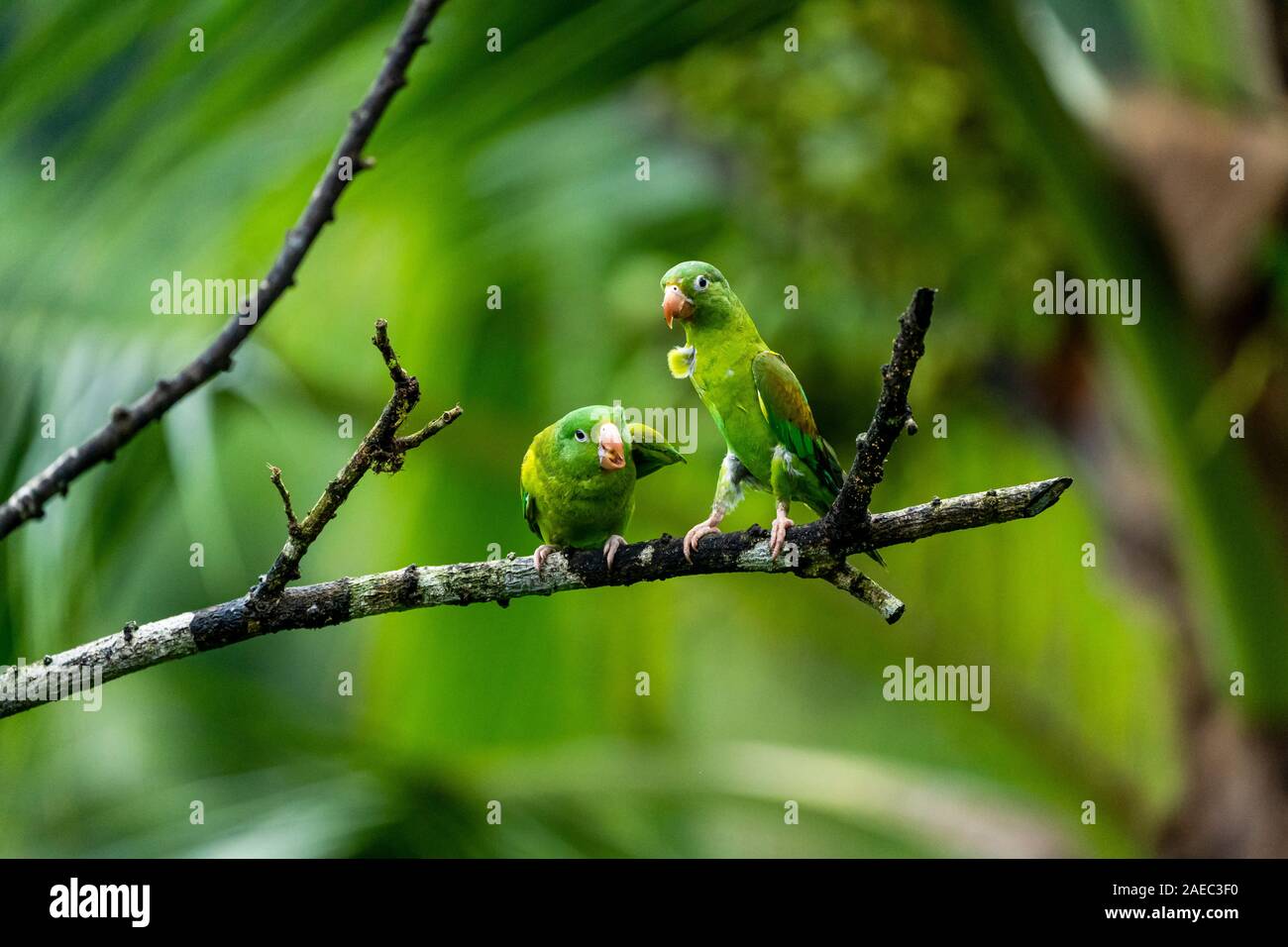 Zwei Orange, dass Sittiche (Sperlingsvögel jugularis) auf einem Ast sitzend, Interaktion, fotografiert in der wilden, Costa Rica, Mittelamerika. Stockfoto
