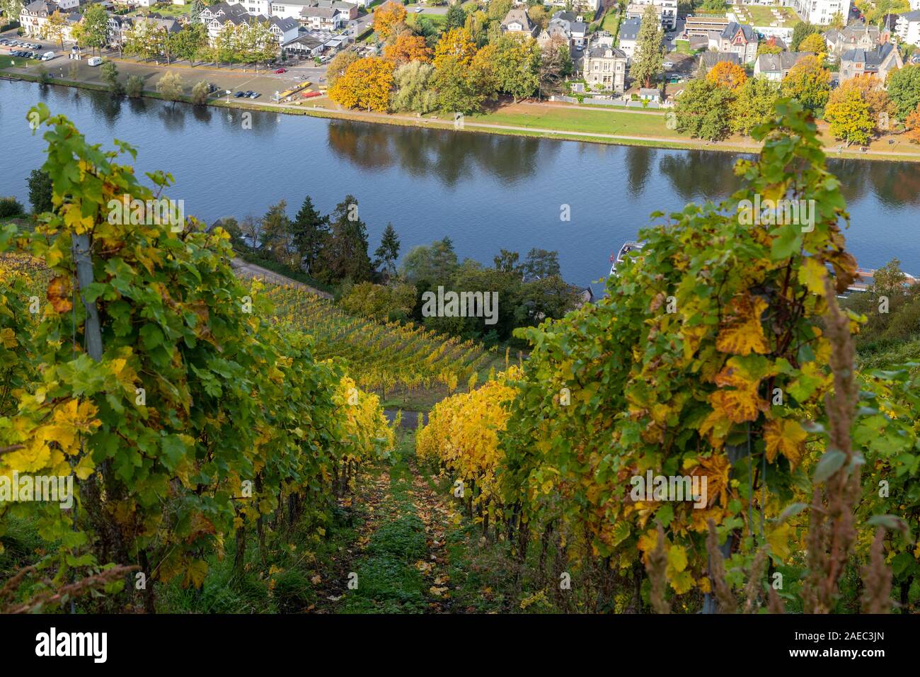 Weinberg An Der Mosel Stockfotos und -bilder Kaufen - Alamy