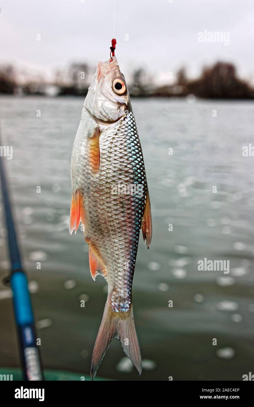 Roach Fisch am Haken, gefangen auf bloodworm im Winter, Schwimmen Angeln, getönten Bild Stockfoto