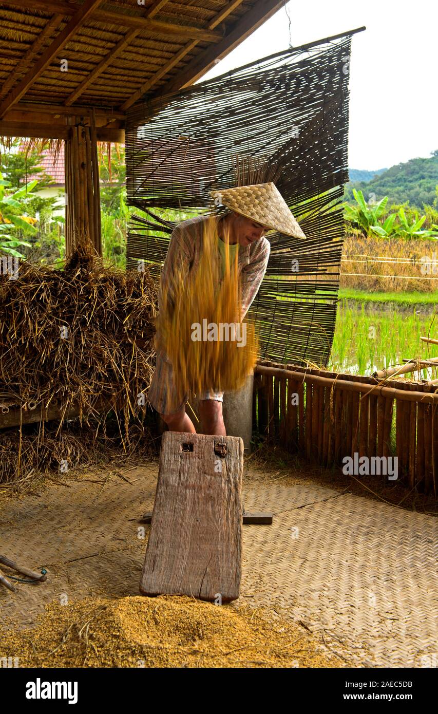 Junger Mann eine Garbe Dreschen von Reis auf einem traditionellen dreschen Platine zu trennen Reis Körner vom Stroh, traditionelle Reis produzierenden Technologie an Stockfoto