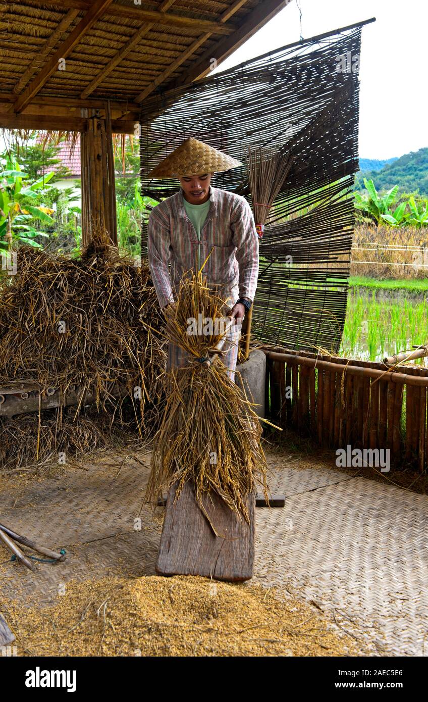 Junger Mann eine Garbe Dreschen von Reis auf einem traditionellen dreschen Platine zu trennen Reis Körner vom Stroh, traditionelle Reis produzierenden Technologie an Stockfoto