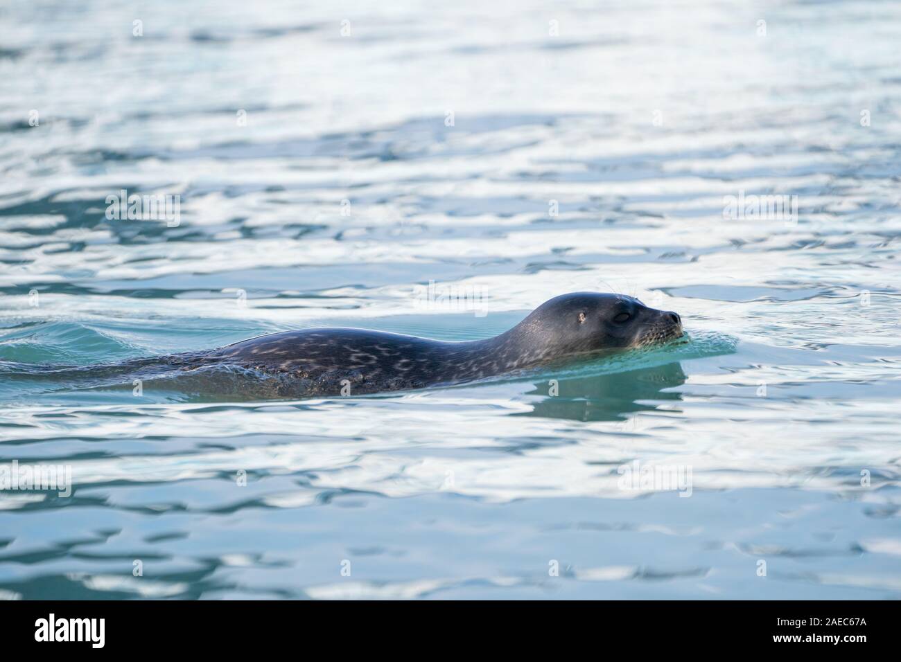 Ringelrobbe (Pusa Hispida) schwimmen. Diese Dichtung bewohnt arktischen und subarktischen Regionen. Er ernährt sich von kleinen Fischen und Wirbellosen, Tauchen entlang und unte Stockfoto