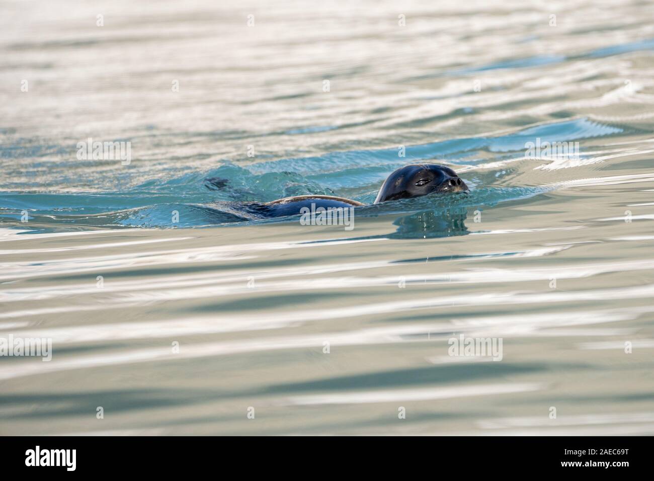 Ringelrobbe (Pusa Hispida) schwimmen. Diese Dichtung bewohnt arktischen und subarktischen Regionen. Er ernährt sich von kleinen Fischen und Wirbellosen, Tauchen entlang und unte Stockfoto