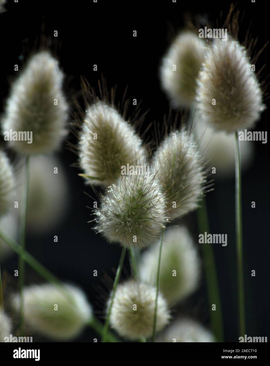 Der Schwanz des Kaninchens's Schwanz Grassamen Kopf [aka Hase oder Kaninchen Schwanz] Stockfoto