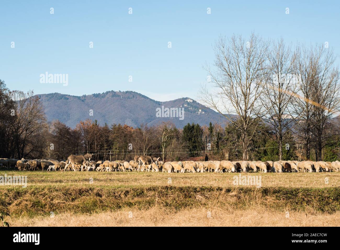 Hirten in Norditalien, Dezember 2019 Stockfoto