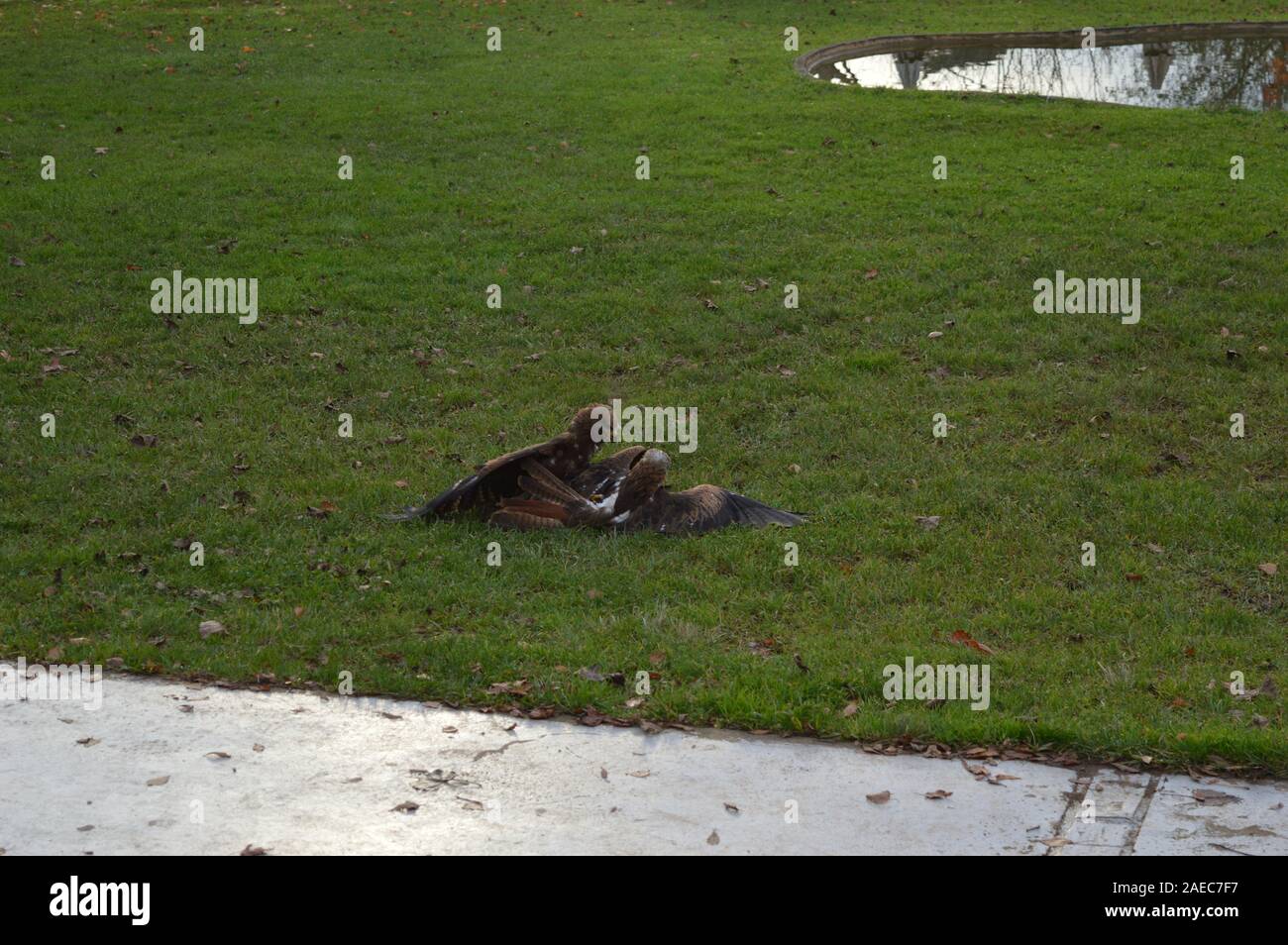 Greifvögel in einem natürlichen Park in Spanien Stockfoto