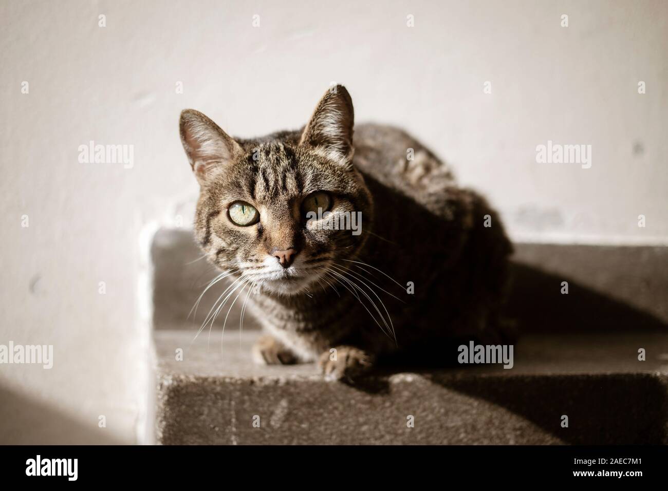 Porträt einer gestreiften graue Katze Stockfoto