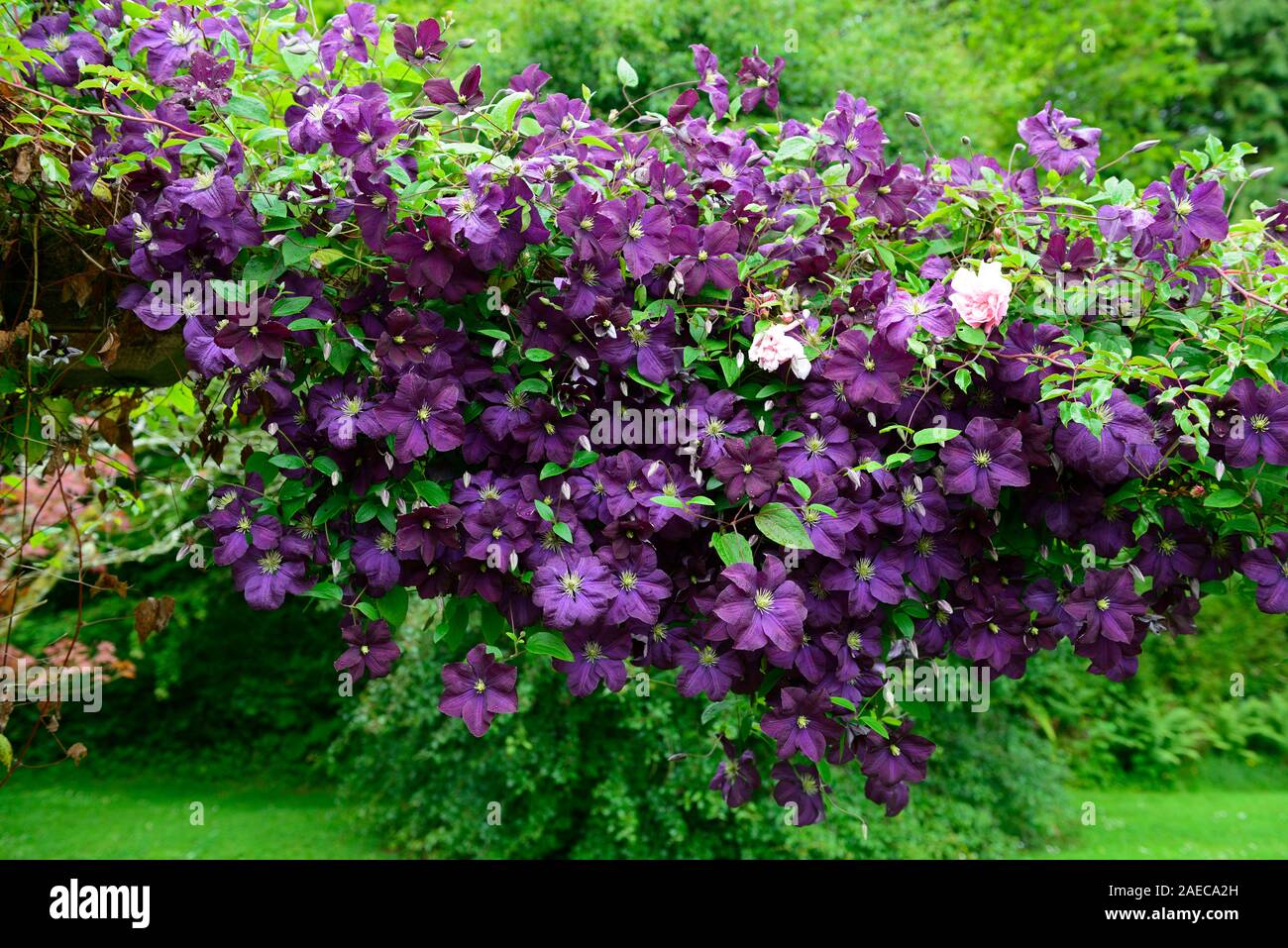 Clematis Etoile Violette, Gruppe 3 Clematis, lila Blumen, Blüte, holzpergola, Rambler, Wanderungen, Pergolen, Blumen, Blüte, RM Floral Stockfoto